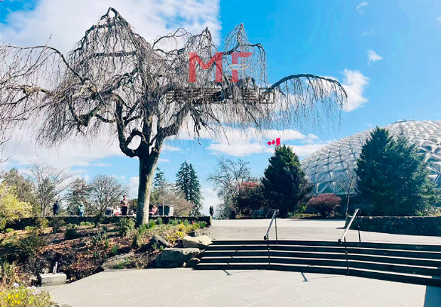 去温哥华生子为父母带来的多重福利
