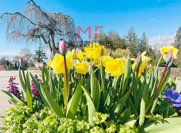 去加拿大生孩子，为何温哥华成孕妈心仪之选
